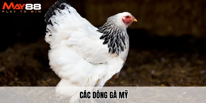 Cùng May88 tìm hiểu các dòng gà mỹ